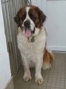 Dogs looking for new homes