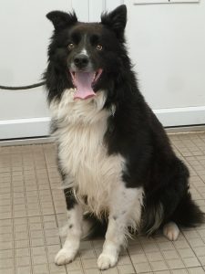 Dogs looking for new homes