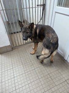 Dogs looking for new homes