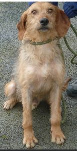 Dogs looking for new homes
