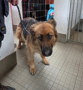 Dogs looking for new homes