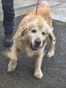 Dogs looking for new homes