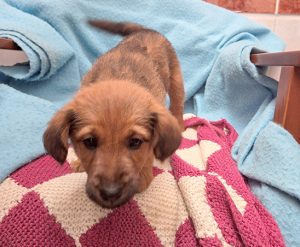 Dogs looking for new homes