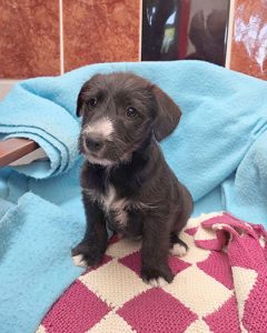 Dogs looking for new homes