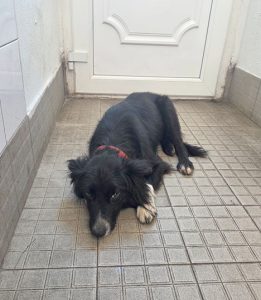 Dogs looking for new homes