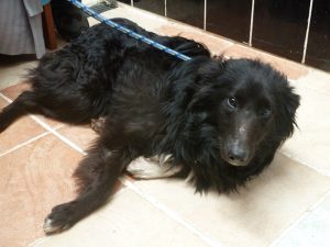 Dogs looking for new homes