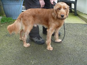 Dogs looking for new homes