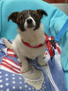 Dogs looking for new homes