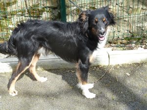 Dogs looking for new homes