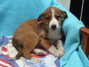 Dogs looking for new homes