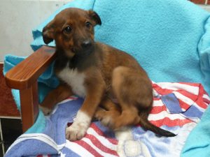 Dogs looking for new homes