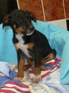 Dogs looking for new homes