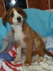 Dogs looking for new homes