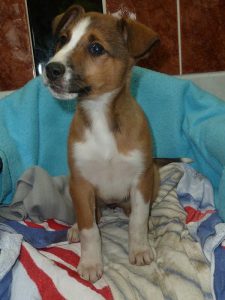 Dogs looking for new homes