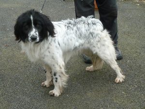 Dogs looking for new homes