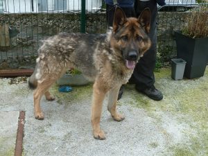 Dogs looking for new homes