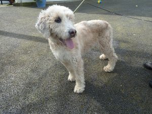 Dogs looking for new homes