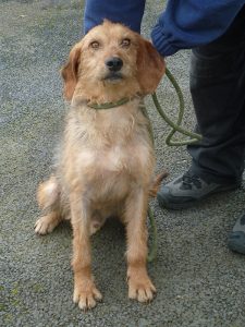 Dogs looking for new homes