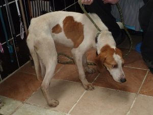 Dogs looking for new homes