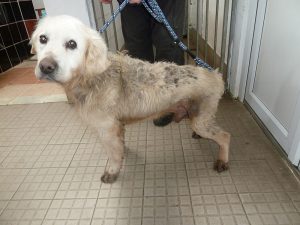 Dogs looking for new homes