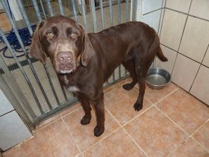 Dogs looking for new homes