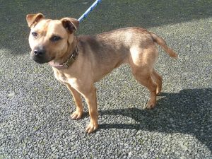 Dogs looking for new homes