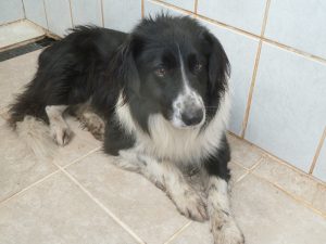 Dogs looking for new homes