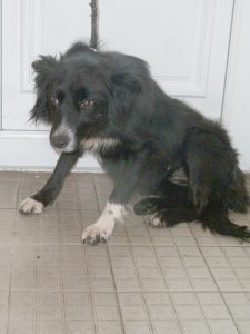 Dogs looking for new homes
