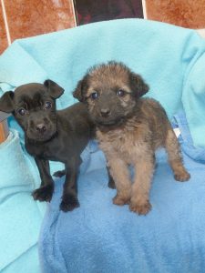 Dogs looking for new homes