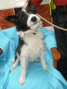 Dogs looking for new homes