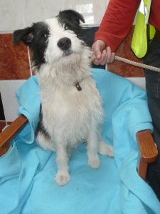Dogs looking for new homes