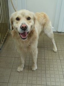 Dogs looking for new homes