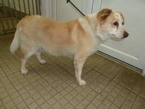 Dogs looking for new homes
