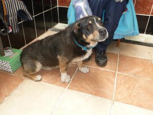 Dogs looking for new homes