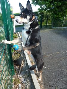 Dogs looking for new homes