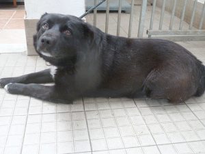 Dogs looking for new homes
