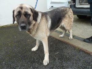 Dogs looking for new homes
