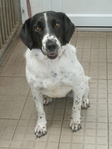 Dogs looking for new homes