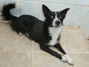 Dogs looking for new homes