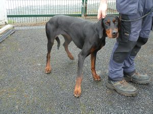 Dogs looking for new homes