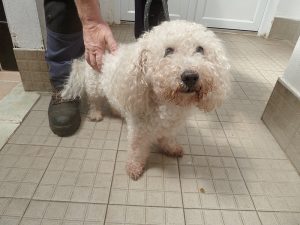 Dogs looking for new homes