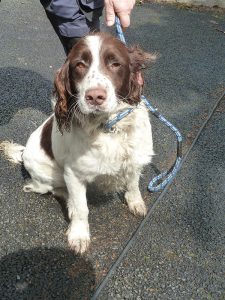 Dogs looking for new homes
