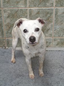 Dogs looking for new homes