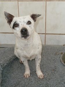 Dogs looking for new homes