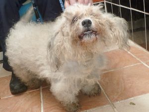 Dogs looking for new homes
