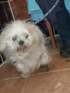 Dogs looking for new homes