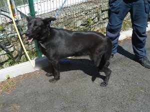 Dogs looking for new homes