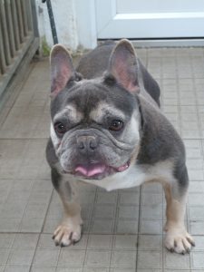 Dogs looking for new homes