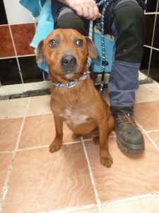 Dogs looking for new homes