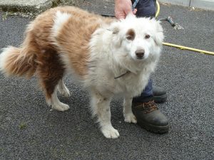 Dogs looking for new homes